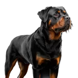 Imagen PNG para descargar